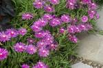 Click for more information. Sparkling pink flowers