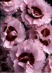 Click for more information. Fragrant raspberry double-frilled flowers beg to be picked.
