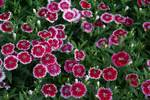 DIANTHUS Telstar Picotee