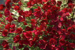 Click for more information. Rose red