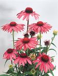 ECHINACEA purpurea Primadonna