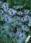 Large steely-blue cones are long-lasting. Can be dried