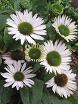 ECHINACEA purpurea VIRGIN