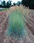 FESTUCA Cinerea Elijah's Blue