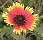 GAILLARDIA Bijou