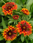 GAILLARDIA Frenzy