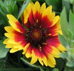 GAILLARDIA Goblin