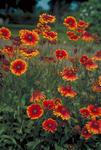 GAILLARDIA Grandiflora Dazzler