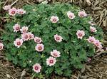 Click for more information. Diminuitive perennial Geranium 5" tall