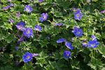GERANIUM Rozanne