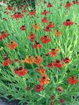 HELENIUM Red & Gold