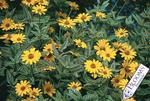 Golden yellow daisies over green veined white leaves. Unusual