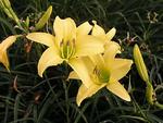 HEMEROCALLIS Hyperion