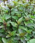 HERB Chocolate Mint