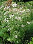 HERB Cilantro/Coriander