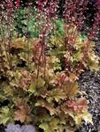Click for more information. Foliage begins salmon-rose maturing to amber
