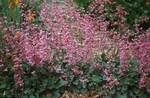 Click for more information. Bred for dwarf foliage and maximum flower power.