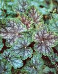 Click for more information. Groundcover with marbled foliage.