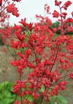 Click for more information. Vivid red. Fragrant