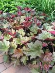 Click for more information. Rich purple-bronze foliage.