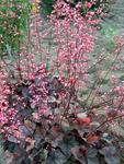 HEUCHERA Regina