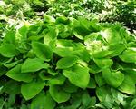 Click for more information. Pale yellow textured leaves