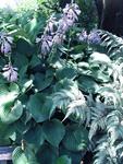 HOSTA Blue Cadet