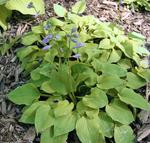 HOSTA Gold Drop