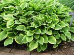 HOSTA Golden Tiara