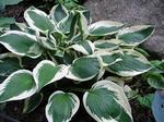 HOSTA Patriot