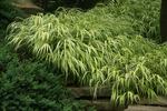 HAKONECHLOA macra aureola
