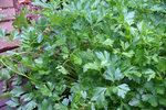 HERB Parsley Single Italian