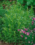 HERB Tarragon French