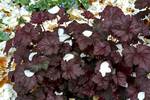 HEUCHERA Amethyst Mist