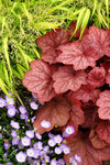 HEUCHERA Georgia Peach