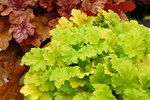 HEUCHERA Lime Rickey