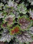 Click for more information. Unique foliage.