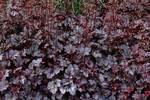 Click for more information. Stunning foliage in deep plum purple
