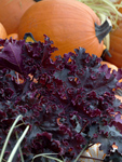 HEUCHERA Purple Petticoats