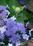 HYDRANGEA involucrata Blue Bunny
