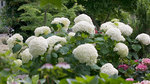 HYDRANGEA arborescens Incrediball