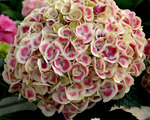 HYDRANGEA macrophylla Cityline Mars