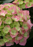 HYDRANGEA macrophylla Cityline Berlin