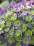 HYDRANGEA macrophylla Cityline Rio