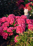 HYDRANGEA macrophylla Cityline Venice
