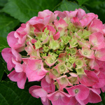HYDRANGEA macrophylla Cityline Vienna