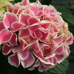 HYDRANGEA macrophylla Edgy Hearts