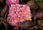HYDRANGEA macrophylla Moonlight