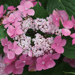 HYDRANGEA macrophylla Starlight