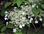 HYDRANGEA anomala Skyland Giant